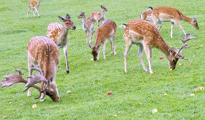 Deer Park