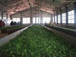 Doddabetta Tea Factory