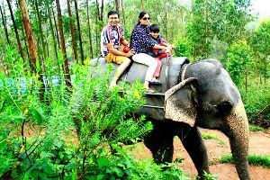 Take an Elephant Safari in Munnar