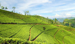 Kolukkumalai Tea Estate