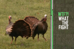 WTF: The sheer violence of the evil turkey